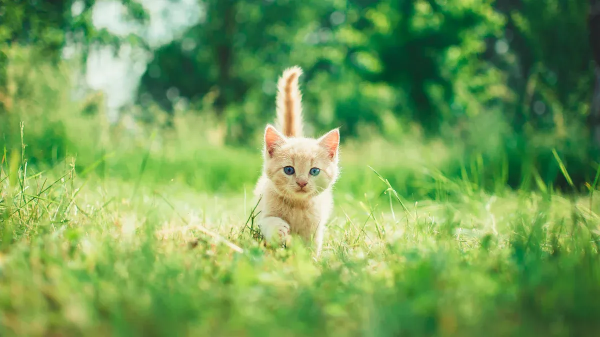 Small Animal Kit
