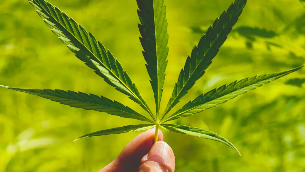 Delta-9 Vapes and Legality