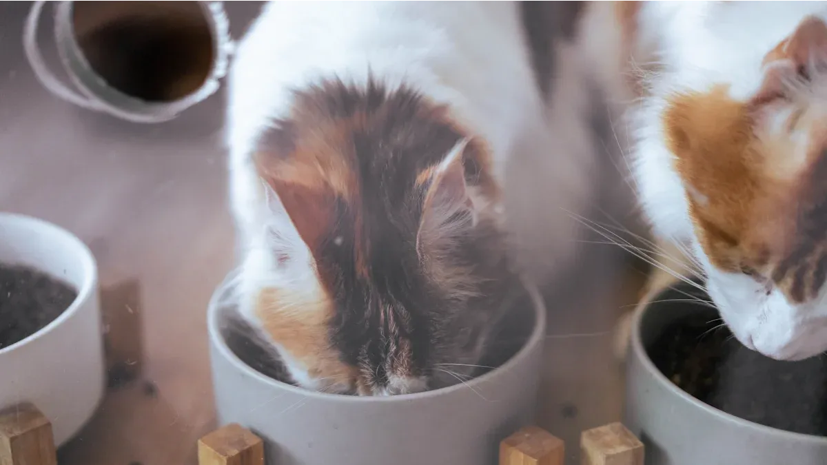 Top 10 Stylish Cat Bowls for Modern Homes in 2025