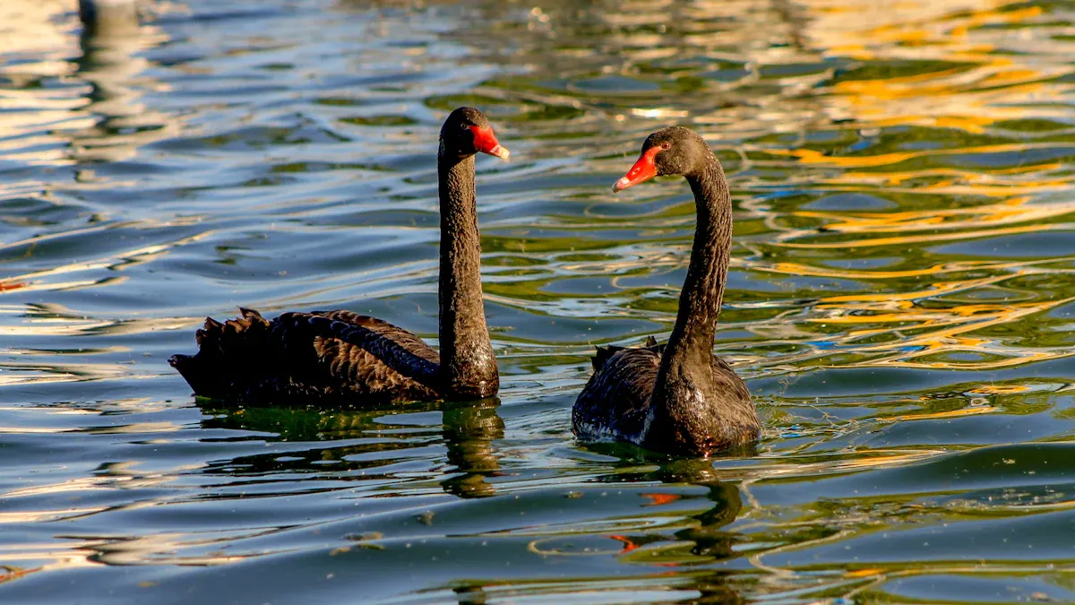 Nassim Nicholas Taleb Cygne Noir et la conscience de l'
                style=