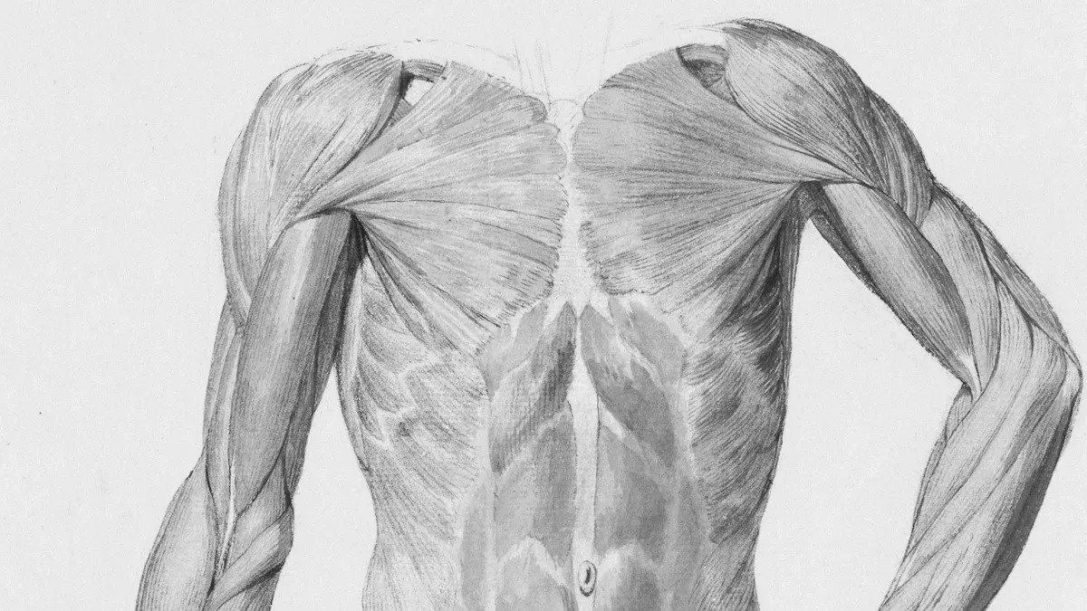 Carotid Artery Basics