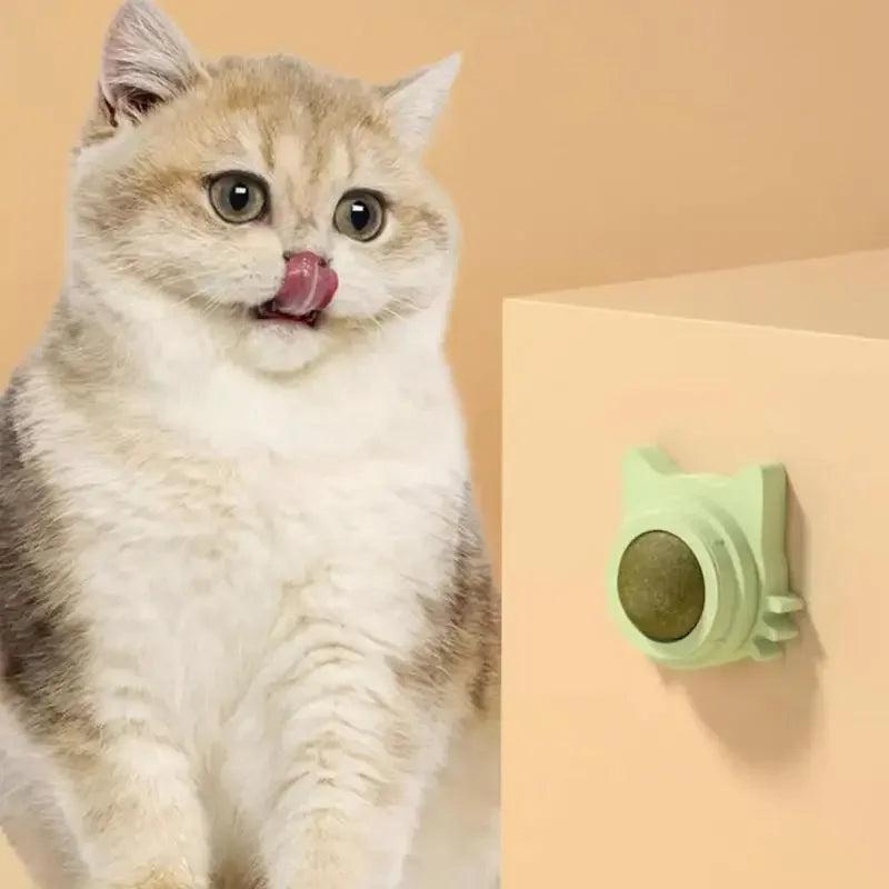 Understanding Feline Dental Health