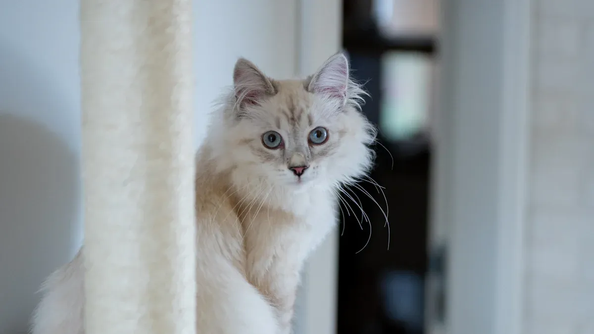 Large Cats: Special Needs