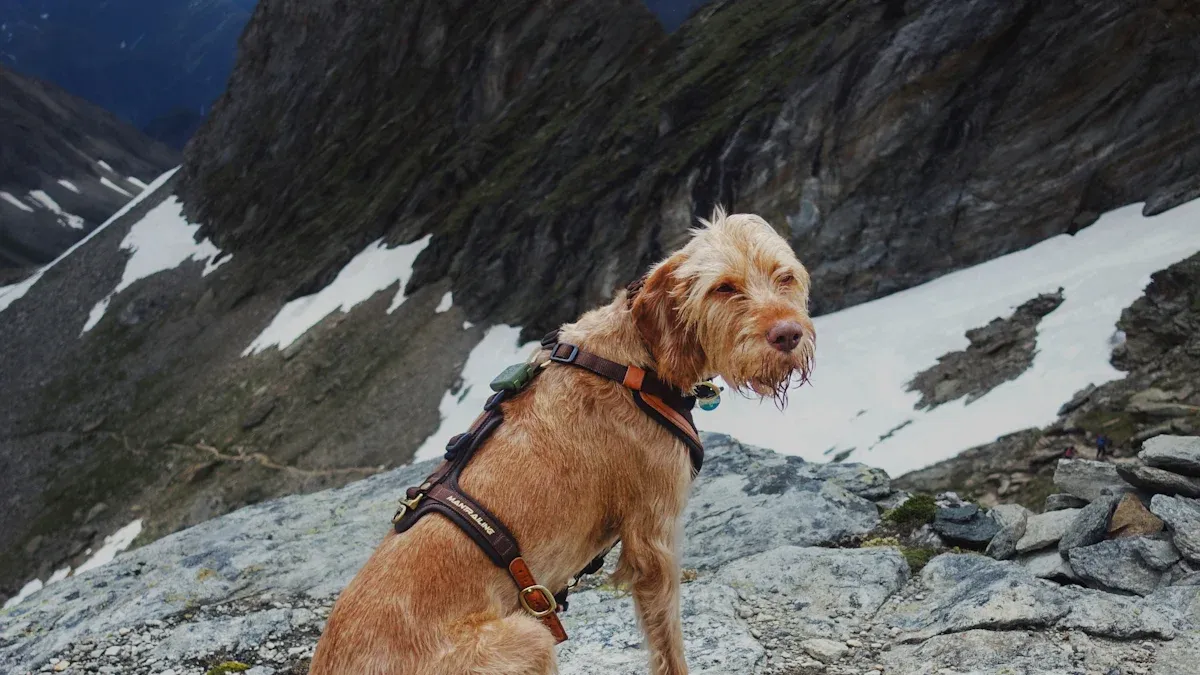 Buying Guide – How to Choose the Right Hiking Harness