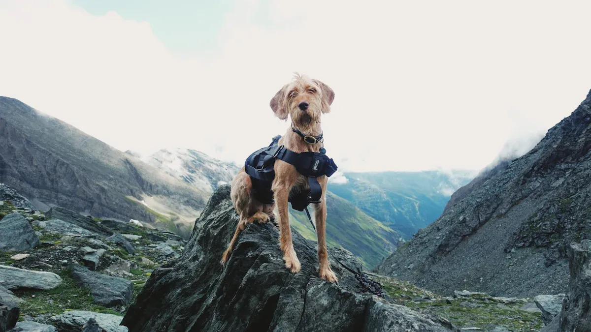 7 Best Dog Harnesses for Hiking and Outdoor Adventures