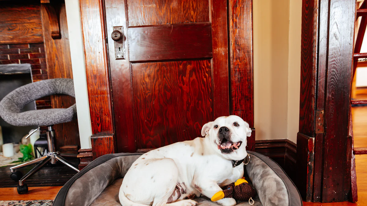 Choosing the Best Pet Bed Based on Pet Type & Size