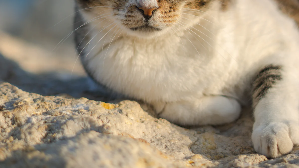 Practical Tips for Keeping Your Cat Cool