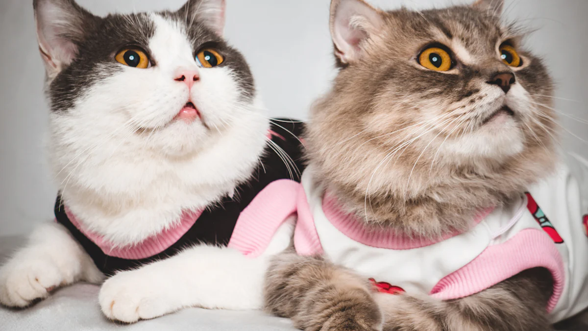 What to Look for When Buying Clothes for Cats