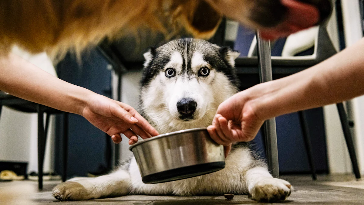 How to Adjust Your Dog’s Diet for a Healthy Weight