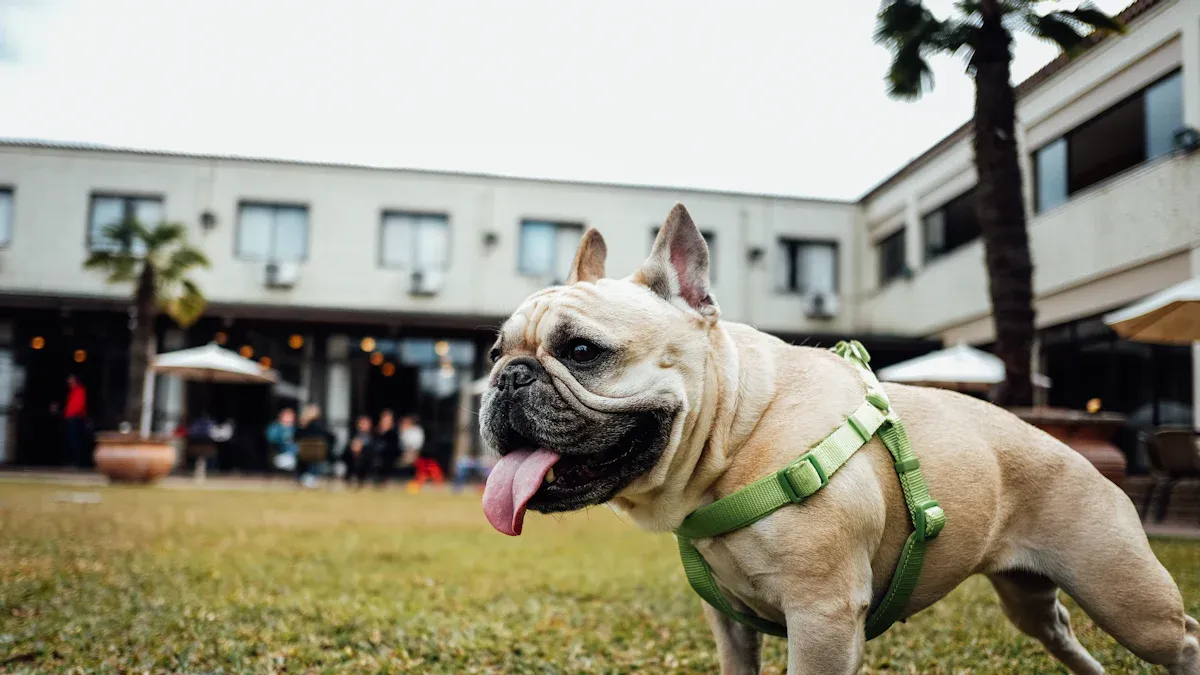 Fitting the Right Dog Harness