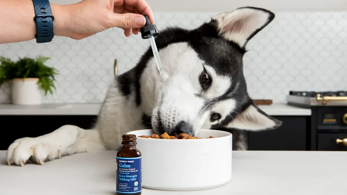 Top Tips to Choose the Best Cat Food Bowl in 2025 (Based on Real Pet Needs)