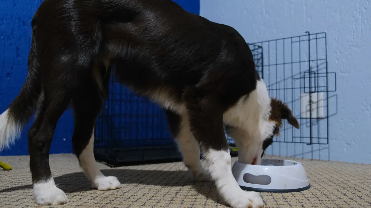 How Slow Feeder Dog Bowls Help Prevent Bloat in Dogs