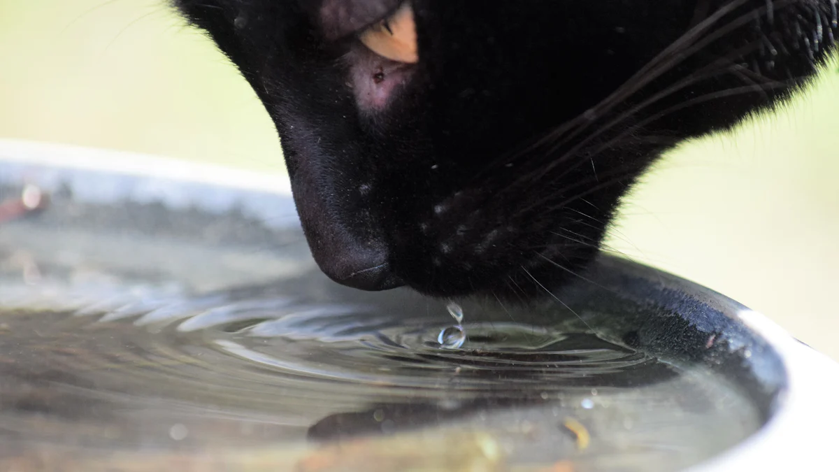 Top Materials for Sustainable Cat Water Bowls