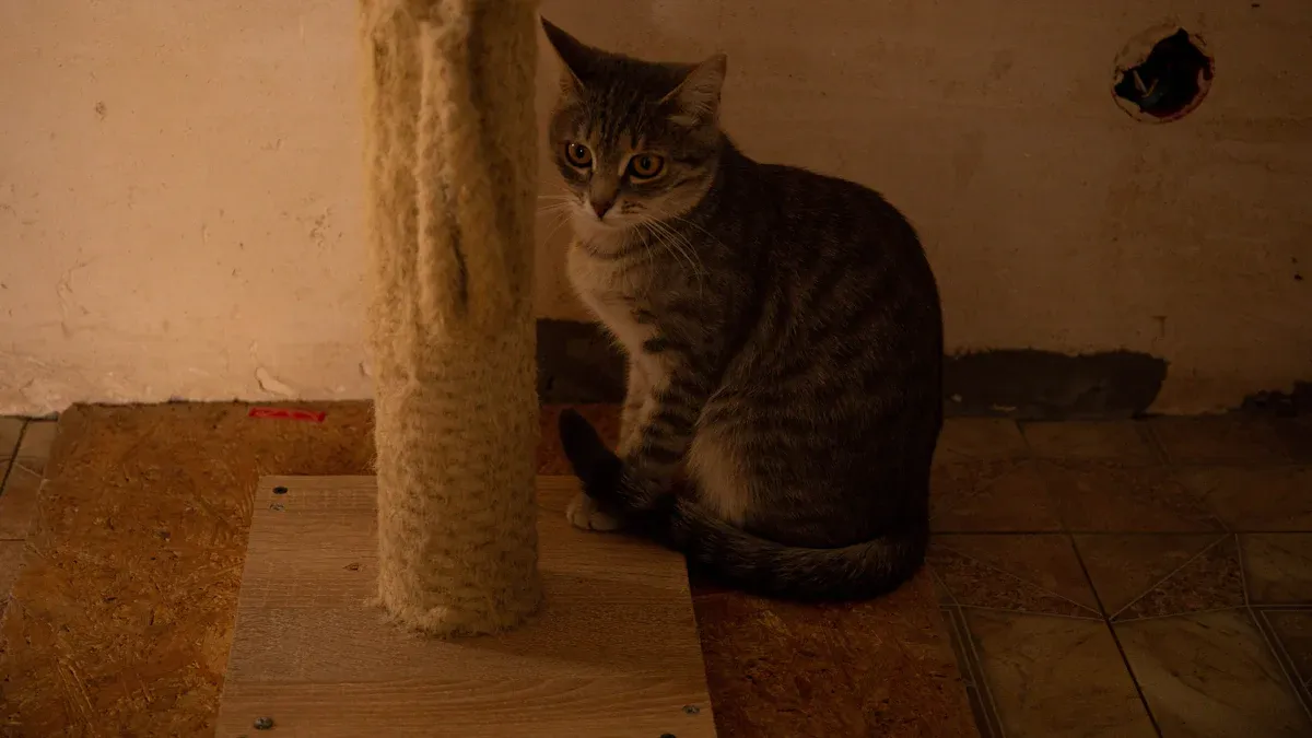 Why Cats Need a Scratching Post