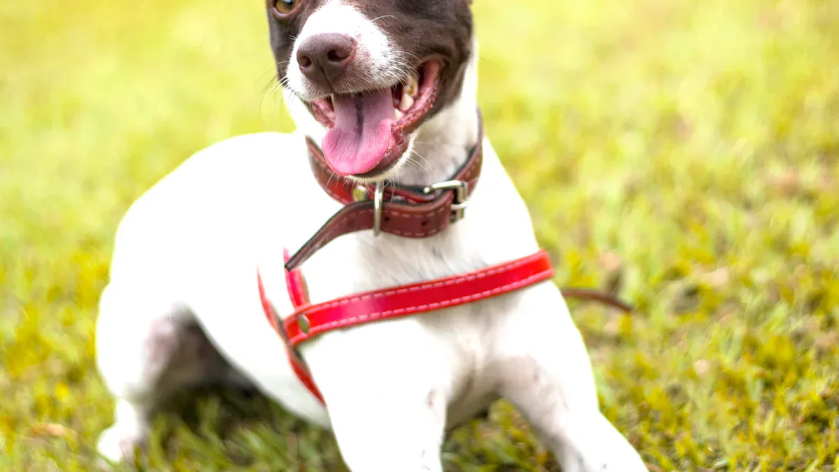 Pros and Cons of Dog Collars