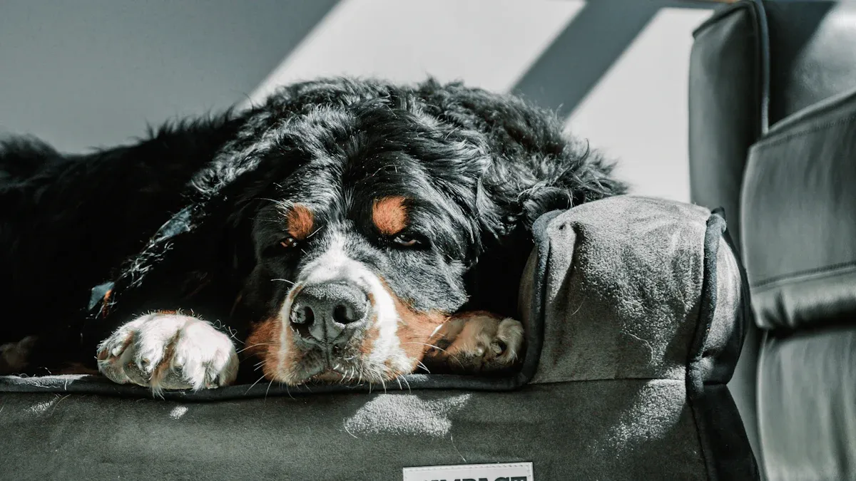 Top 10 Best Dog Beds for Large Dogs in 2025