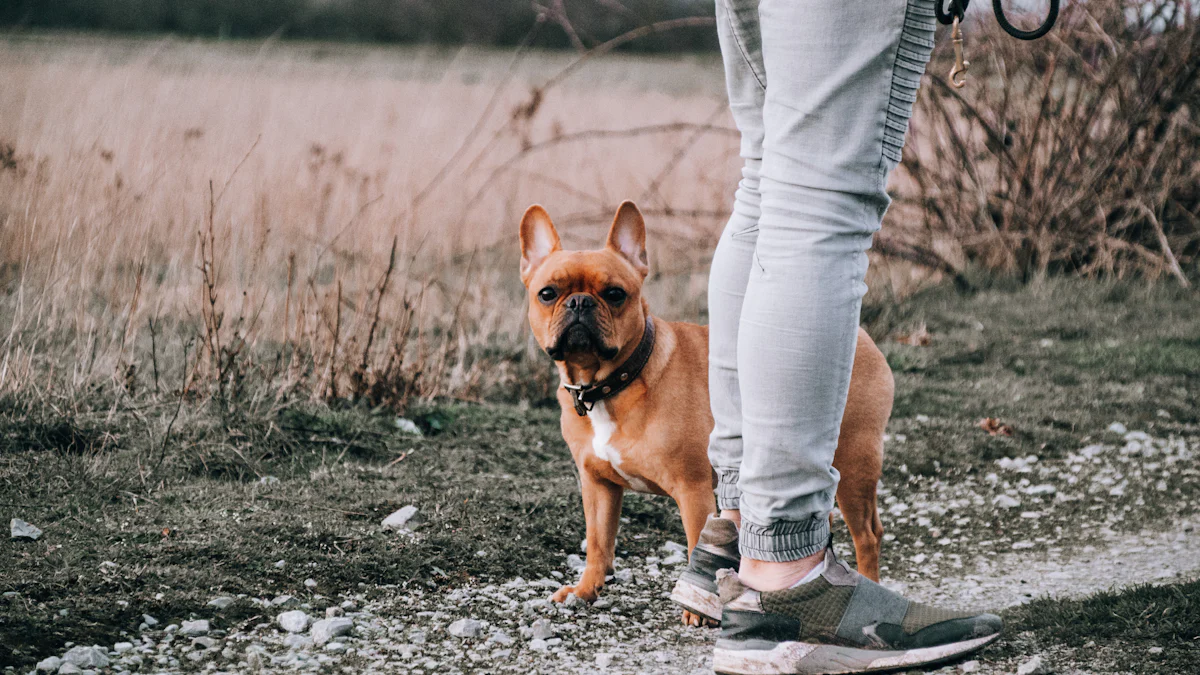 Top Rope Dog Leashes for Strength, Comfort, and Style