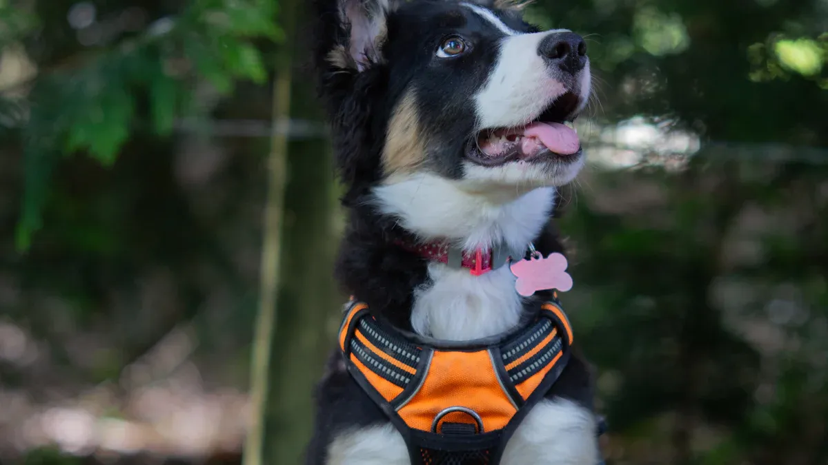 How to Choose the Right Dog Harness: A Complete Guide