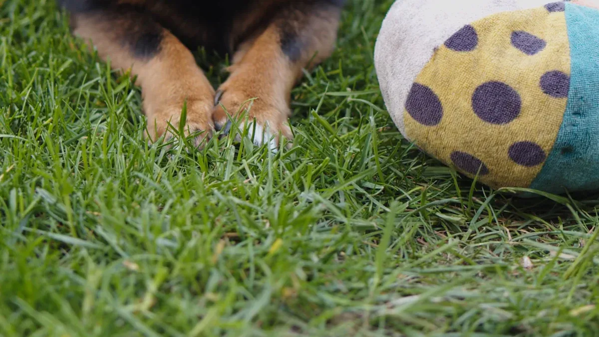 Top 10 Eco-Friendly Dog Toys for a Sustainable 2025