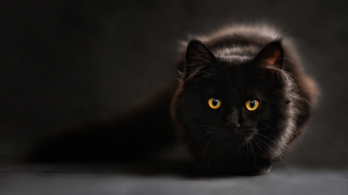 Understanding Black Cat Personality Traits in 2025