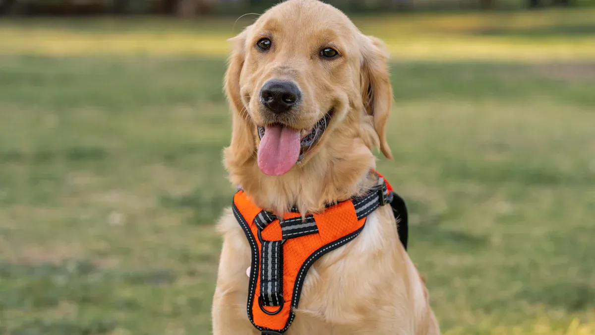 How to Put on a Dog Harness