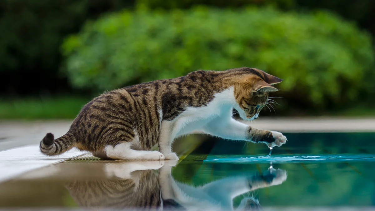 Stainless Steel Cat Water Fountains