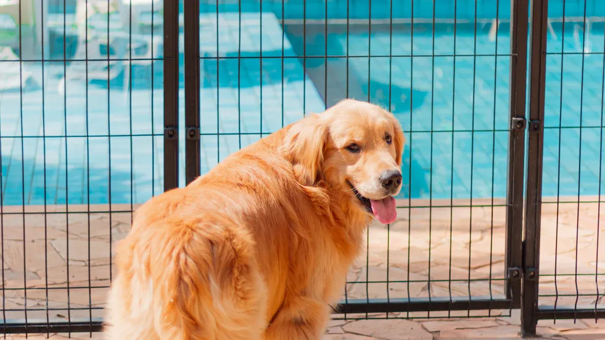 5 Smart Ways to Keep Dogs Cool in Summer