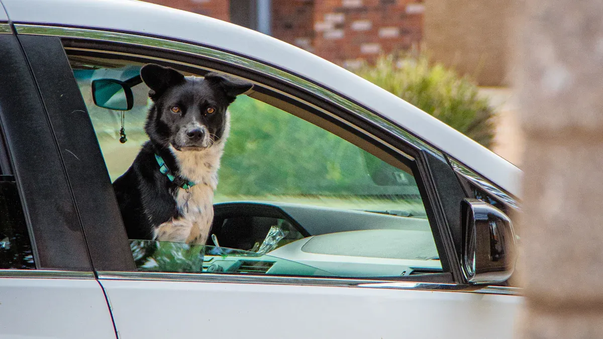 13 Useful Tips for Traveling with a Cat in a Car