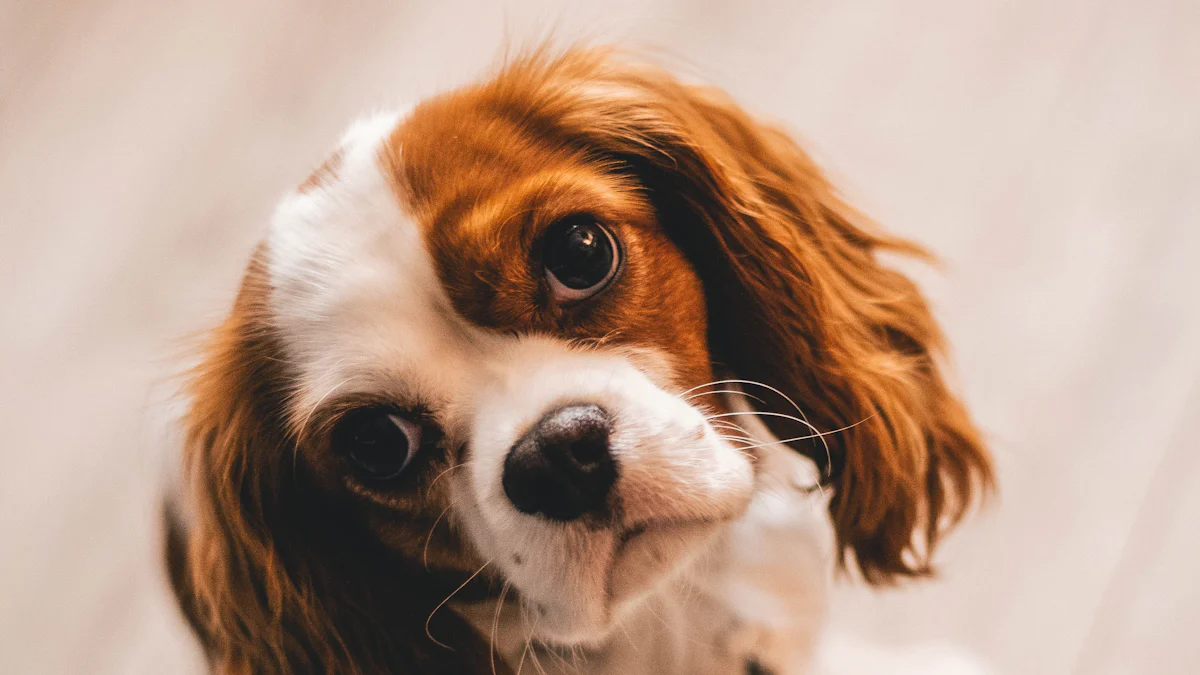 Are You Unknowingly Harming Your Pet? 5 Care Mistakes to Avoid