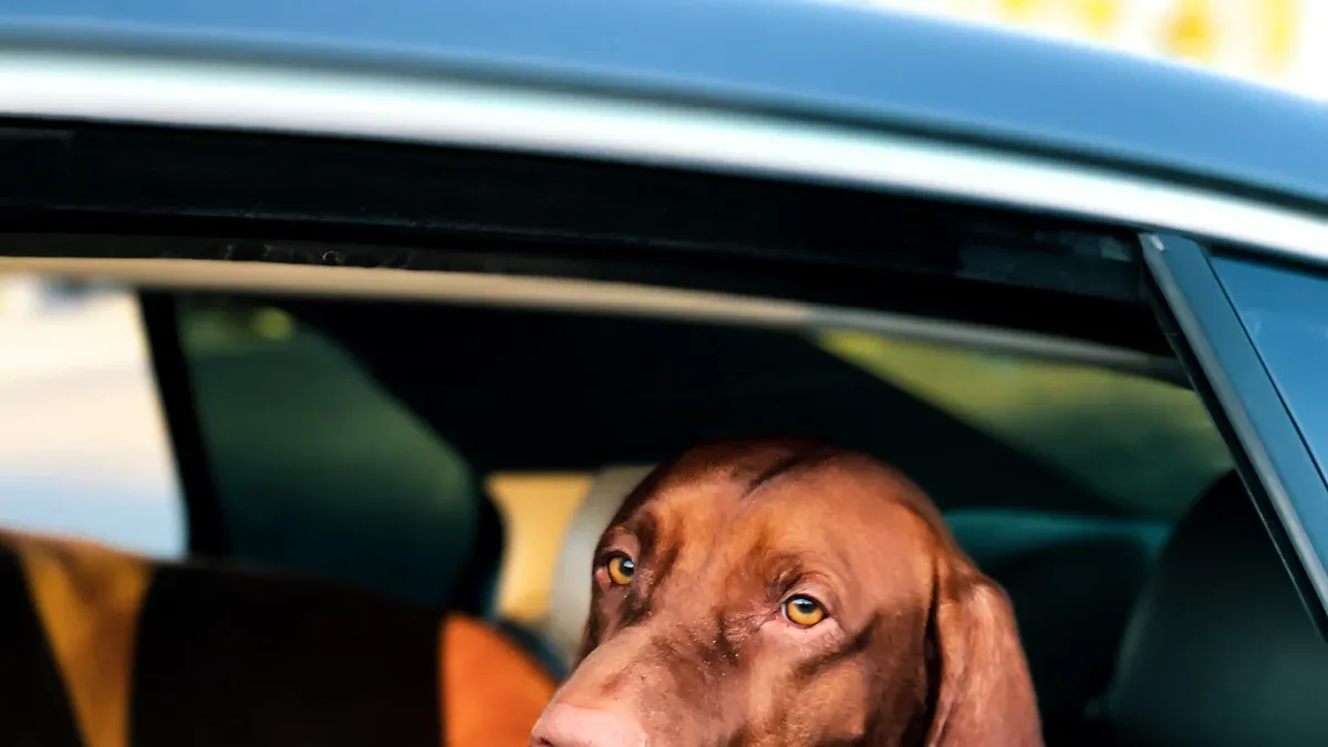 A Complete Guide to Traveling with Your Dog by Car