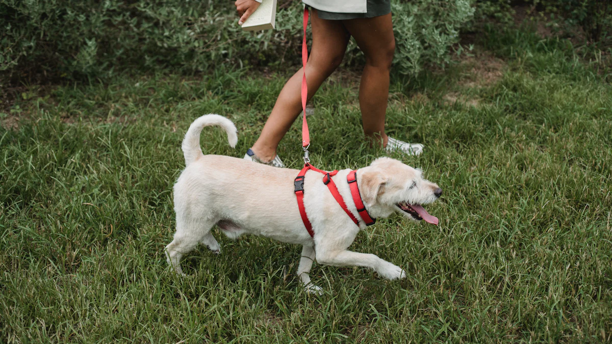 Best Retractable Dog Leashes for Small Dogs