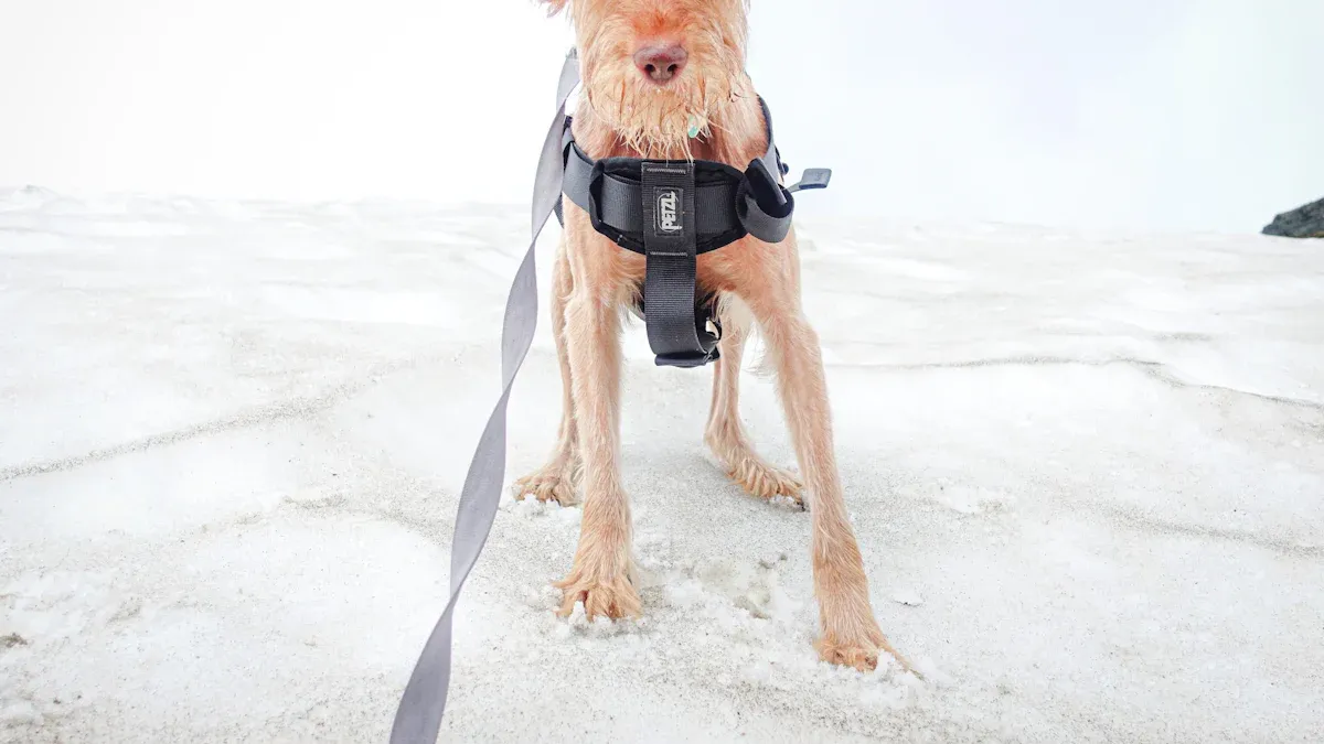 How to Fit and Adjust a Dog Harness Correctly
