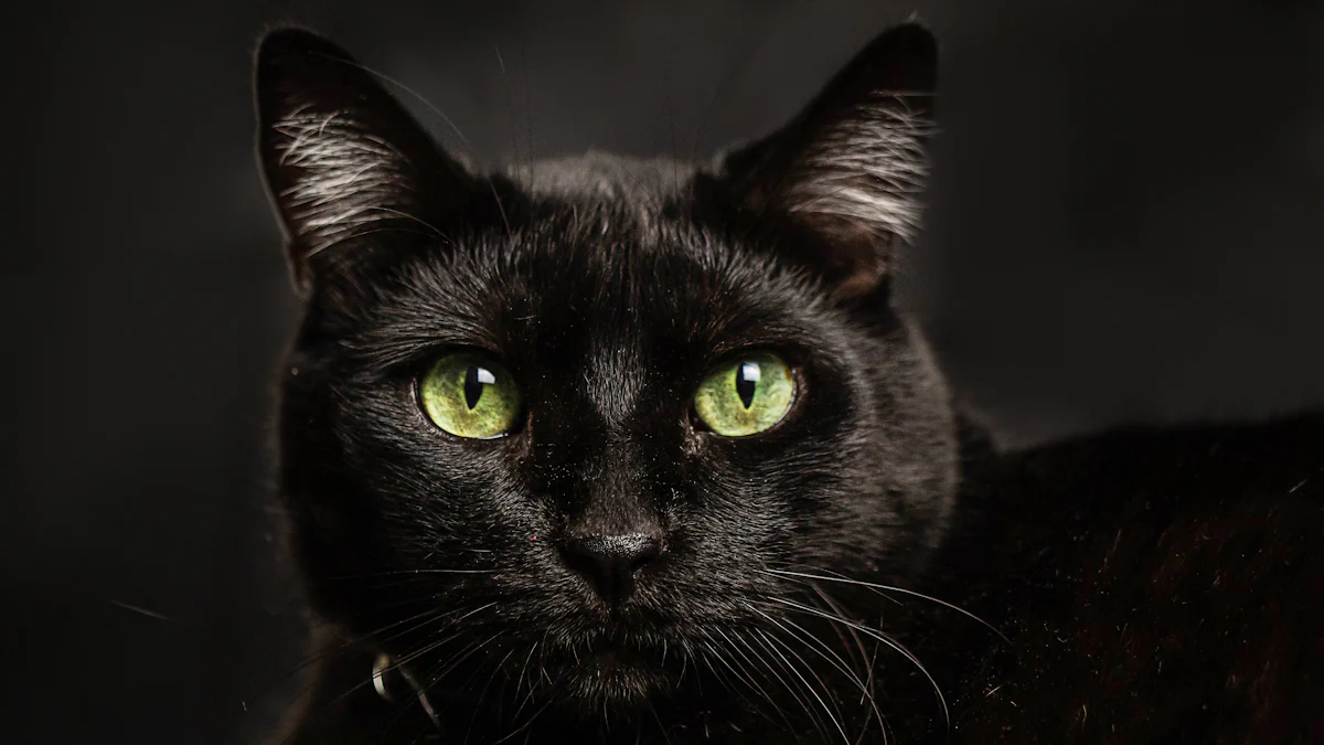 Does Coat Color Influence Black Cat Personality?