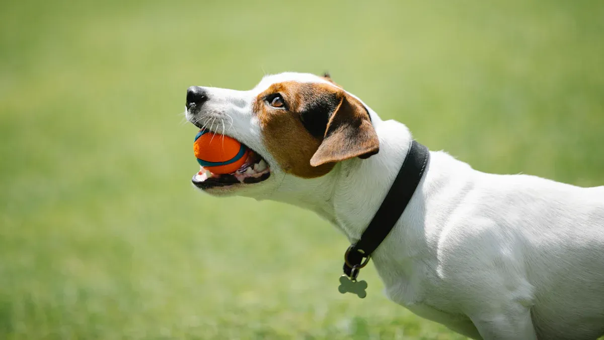 Types of Dog Harnesses and Their Uses
