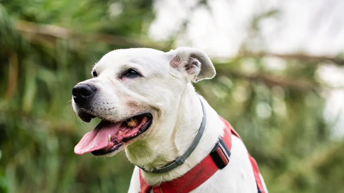 Dog Harness Types