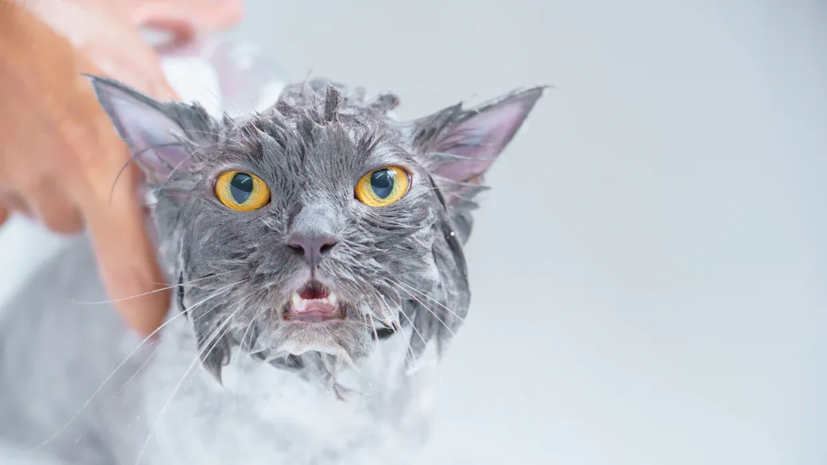 Preparation for Bathing Your Cat