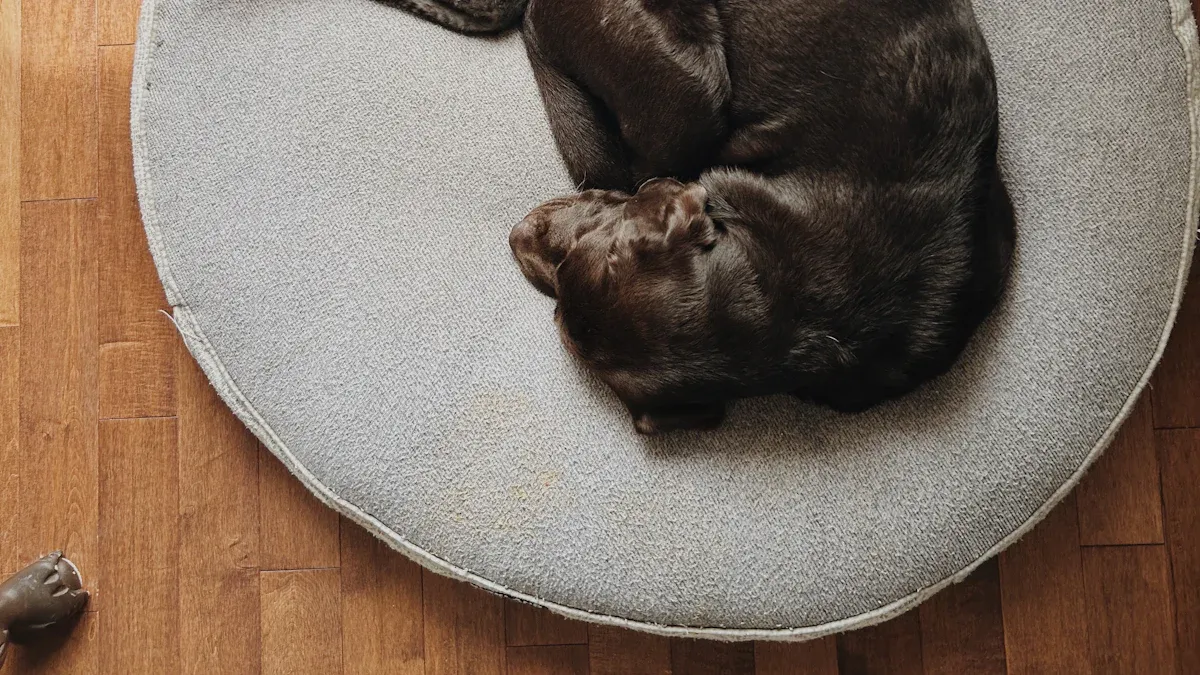 Exploring Types of Pet Beds