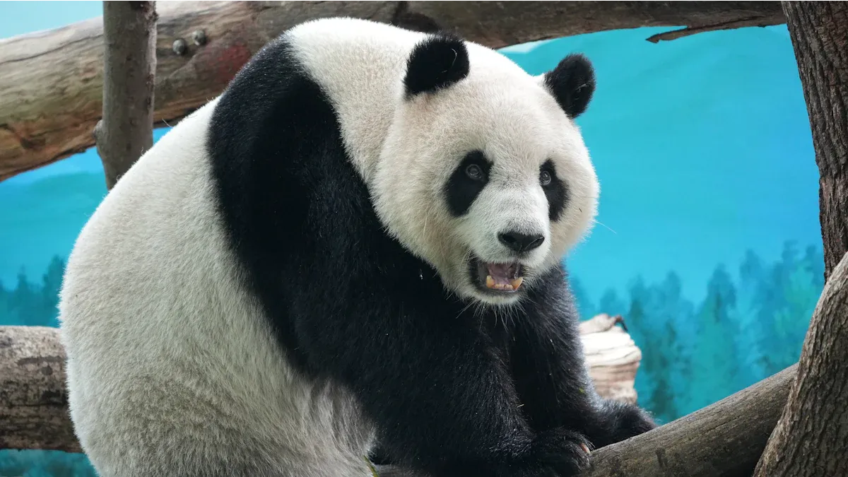 Meet the Giant Pandas