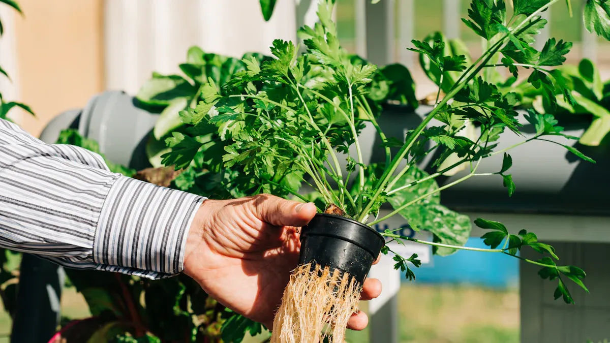 How to Grow Hydroponic Lettuce at Home