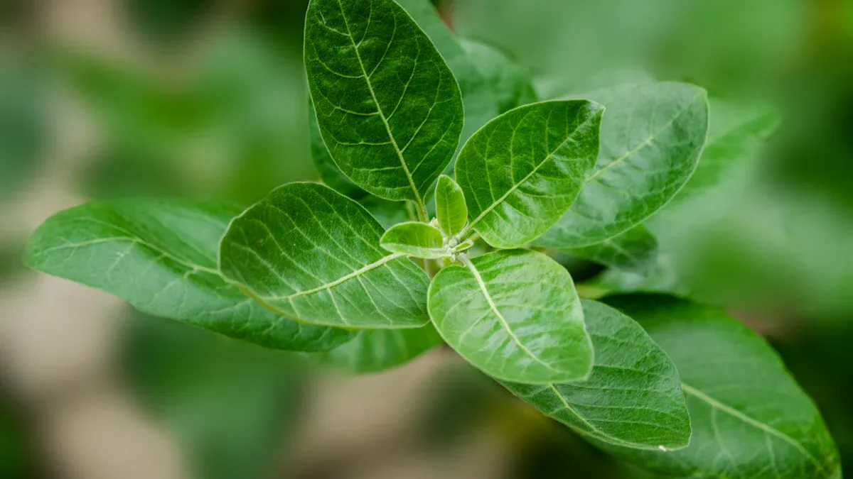 What Is Ashwagandha?