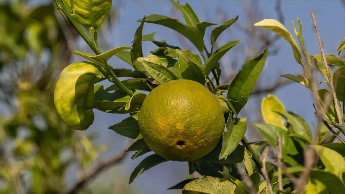 What Is Bergamot Good For
