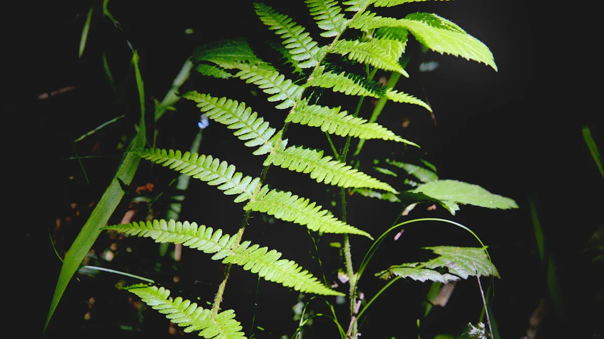 Other Health Uses of Lycopodium