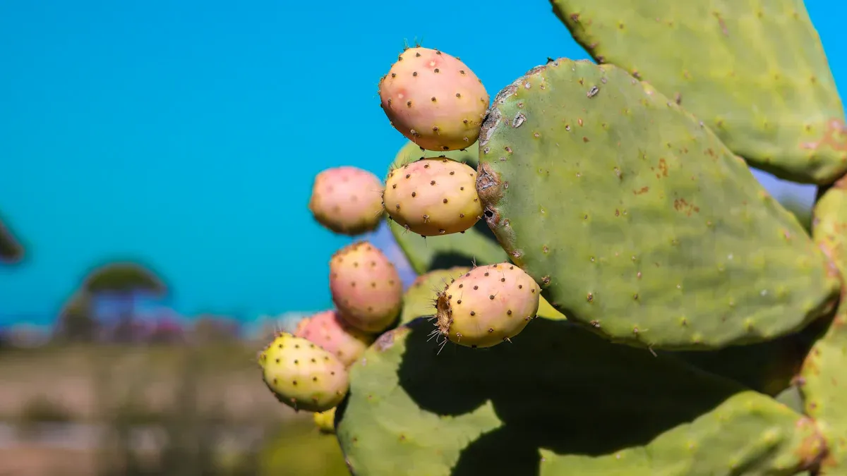 Skin and cellular vitality