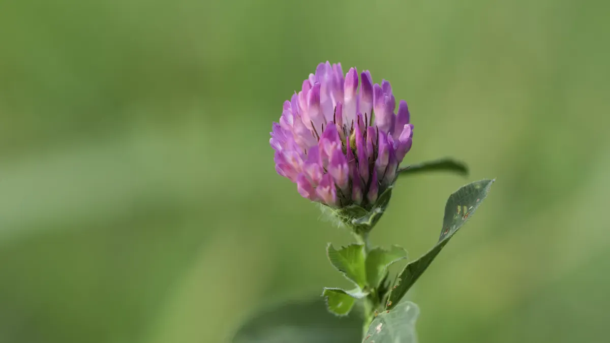 What is red clover extract