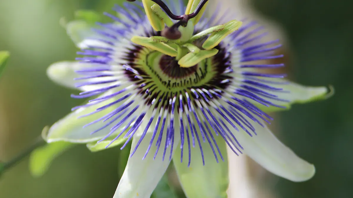 Passionflower Extract Calms the Mind