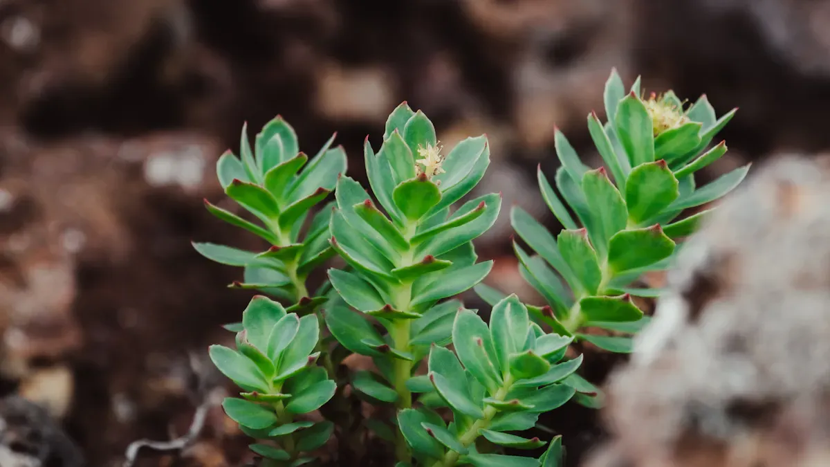 About Ashwagandha