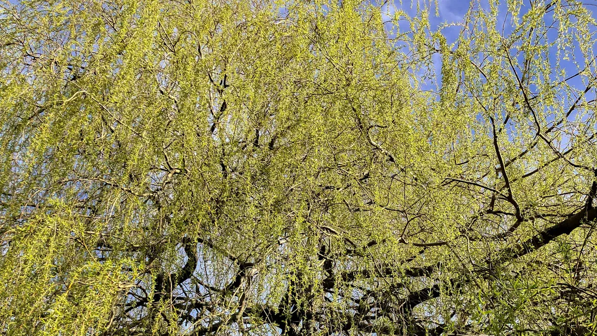 What Is White Willow?