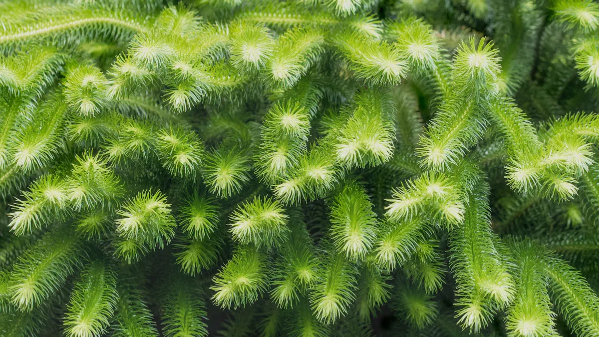 Lycopodium for Digestive Health