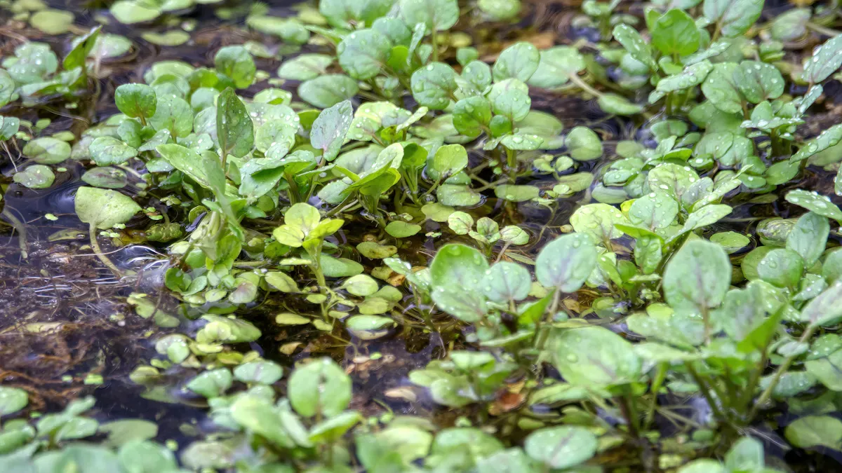 Watercress Extract Overview