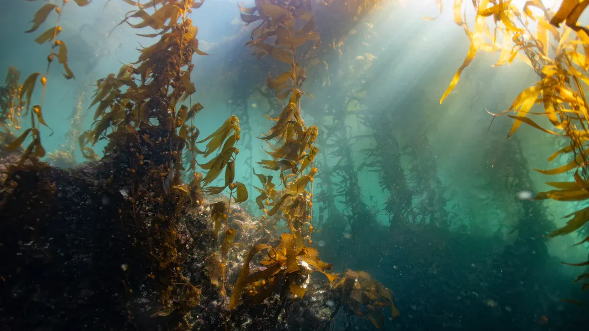 Are Seaweed And Kelp The Same Thing?